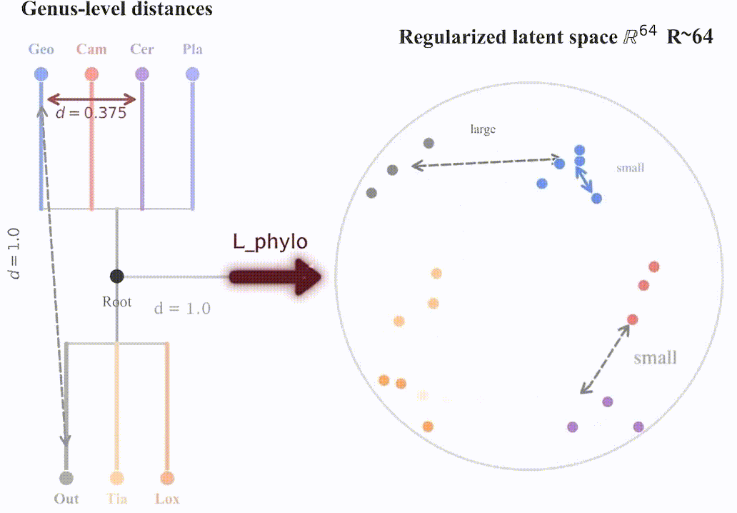 PhyloSDF